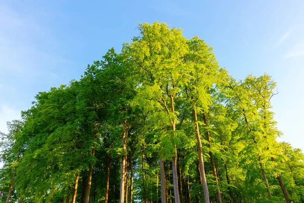 Picture Beech Forest Evening Backlight — Stock Photo, Image