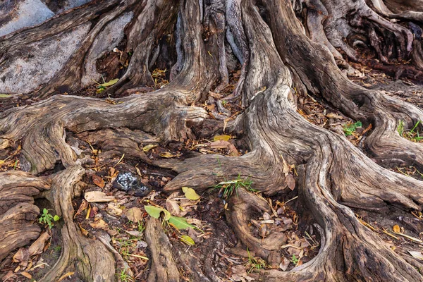 Yaşlı Bir Ağaç Kök Sistemi Resmi — Stok fotoğraf