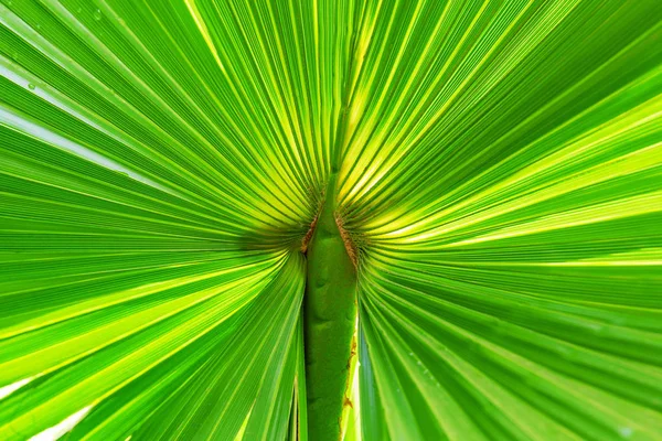 Detail Picture Green Palm Leaf — Stock Photo, Image