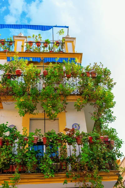 Picturesque Plant Decorated Fences House Seville Spain — Stock Photo, Image