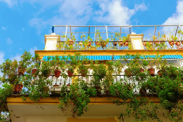 Picturesque Plant Decorated Fences House Seville Spain — Stock Photo, Image