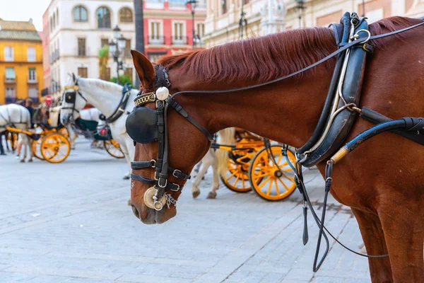 Resmi Bir Taslak Geleneksel Arabası Seville Spanya — Stok fotoğraf