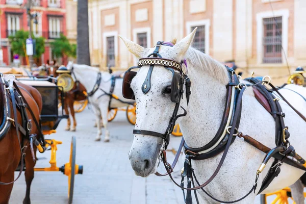 세비야 스페인에서 전통적인 마차의 — 스톡 사진