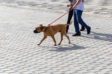 muzzled köpekle giren bir kaç resmini