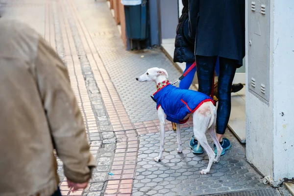 Persone Con Levriero Che Vestito Con Cappotto Movimento Città — Foto Stock