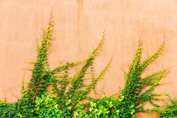 Imagem Fundo Uma Parede Colorida Terracota Revestido Videira Com — Fotografia de Stock