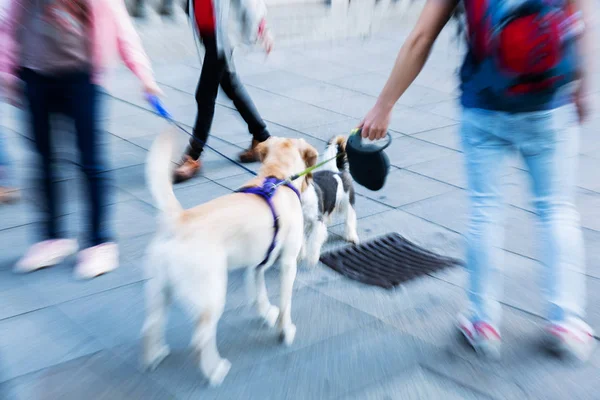 picture with camera made zoom effect of two leashed dogs meeting in the city