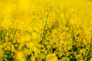 bir güzel sarı çiçekli tecavüz alanının resmi