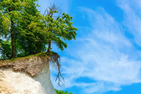 Převislý Strom Křídové Útesy Národním Parku Jasmund Rujána Německo — Stock fotografie