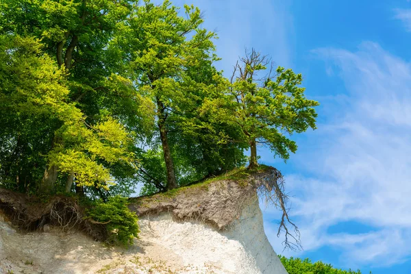 Převislý Strom Křídové Útesy Národním Parku Jasmund Rujána Německo — Stock fotografie