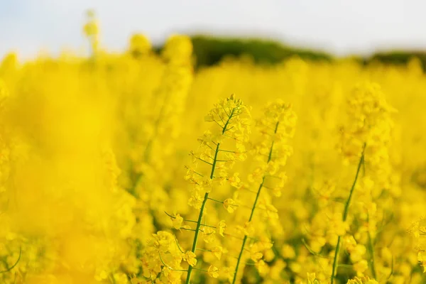 Obrázek Krásný Žlutě Kvetoucí Pole Řepky — Stock fotografie