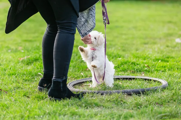 Pessoa com um cachorro maltês na escola de cachorros — Fotografia de Stock