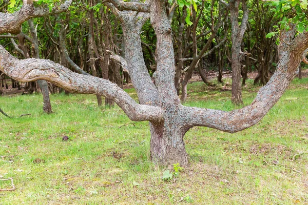 Oude laaggroeiende eiken boom in het duinlandschap van Zeeland, Nederland — Stockfoto