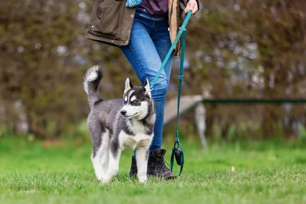 Mujer con un cachorro husky en la escuela de cachorros — Foto de Stock