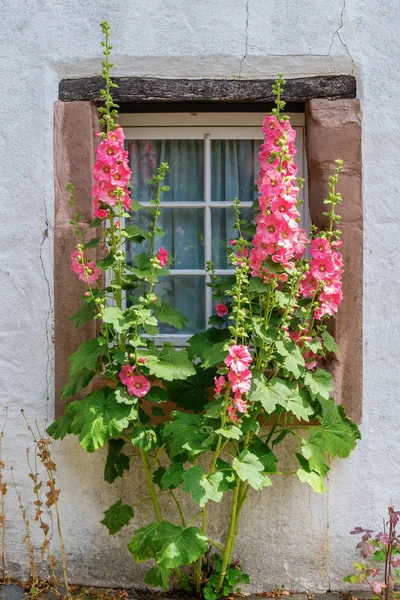 Mooie Hollyhock in de voorkant van een oud huisje — Stockfoto