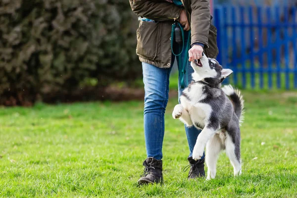 Mujer entrena con un joven husky en un campo de entrenamiento de perros — Foto de Stock