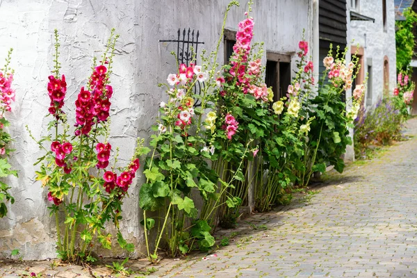 Blomstra hollyhocks framför en gammal gård hus i en gammal by — Stockfoto