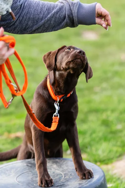 Mulher com um jovem cão labrador em um campo de treinamento de cães — Fotografia de Stock