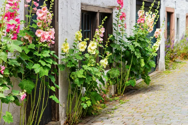 Blomstra hollyhocks framför en gammal gård hus i en gammal by — Stockfoto