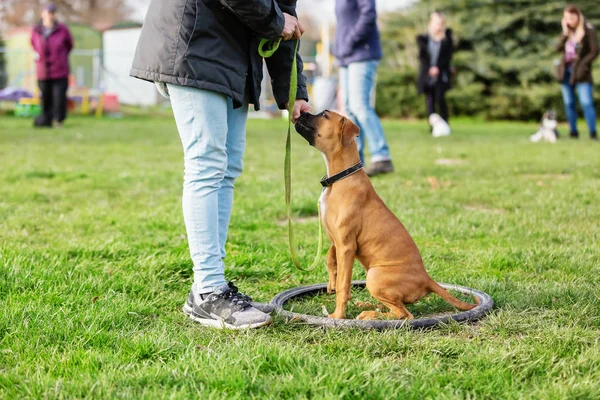 Vrouw met een jonge Boxer Hond op een honden trainingsveld — Stockfoto
