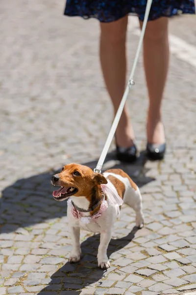 Kvinna med en Jack Russell Terrier i koppel — Stockfoto