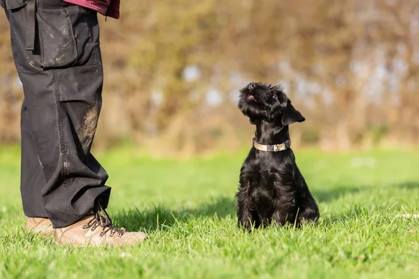 Стандартный щенок Фаузер смотрит на своего хозяина — стоковое фото
