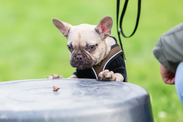 Mulher treina com um cachorro bulldog francês — Fotografia de Stock