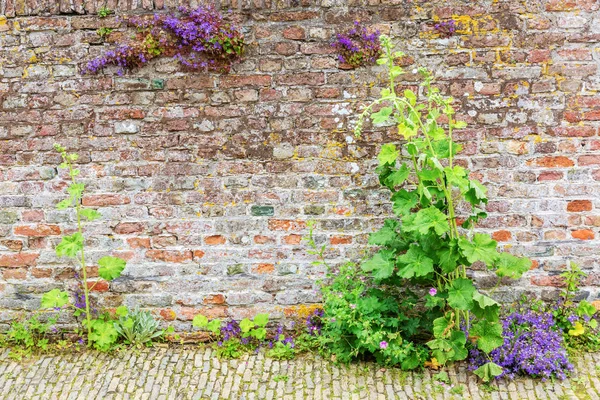 Vieux mur de briques avec une fleur hollyhock devant — Photo