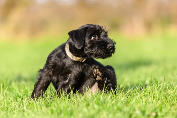 Standard schnauzer puppy scratches himself behind the ear — Stock Photo, Image