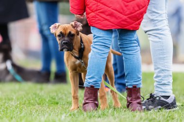 köpek okulunda genç bir boksör köpek ile kadın
