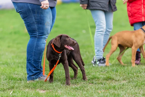 子犬学校で若いラブラドール犬を持つ女性 — ストック写真