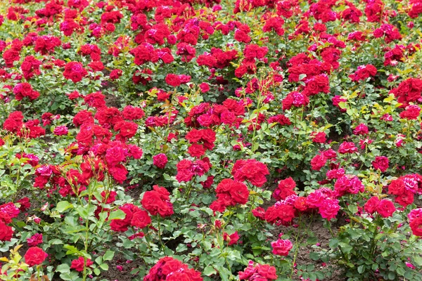 Cama de jardín plantada con rosas rojas — Foto de Stock