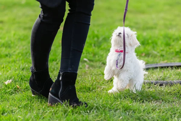 Person with a Maltese puppy at the puppy school — Stock Photo, Image