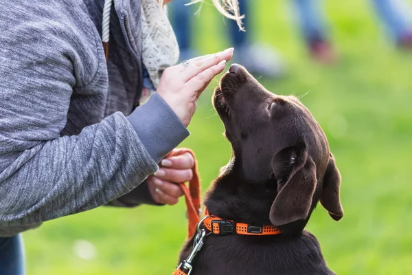 犬の訓練場で若いラブラドール犬を持つ女性 — ストック写真