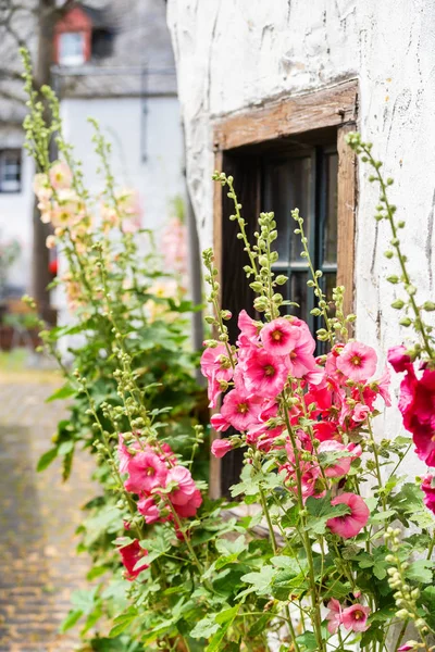 Fleurir hollyhocks en face d'une ancienne ferme dans un vieux village — Photo