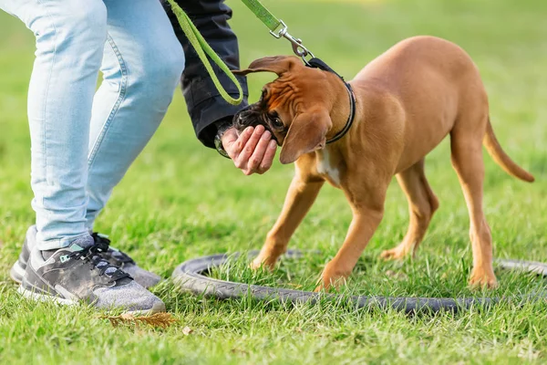 Mujer con un joven perro boxeador en un campo de entrenamiento de perros — Foto de Stock