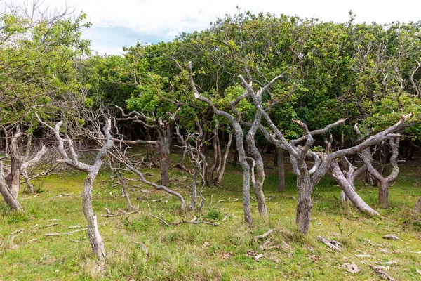 Laaggekweekte eikenbomen in het duinlandschap van Zeeland, Nederland — Stockfoto