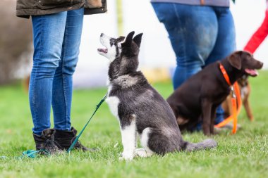 köpek okulunda bir husky köpek yavrusu ile kadın