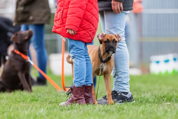 子犬学校で若いボクサー犬を持つ女性 — ストック写真