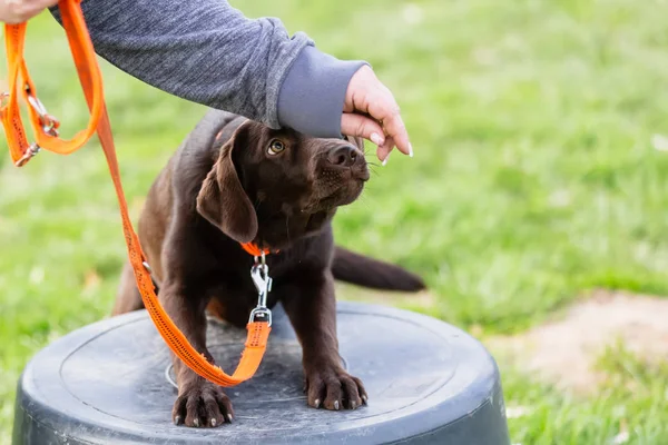 Frau mit jungem Labrador-Hund auf Hundeübungsplatz — Stockfoto