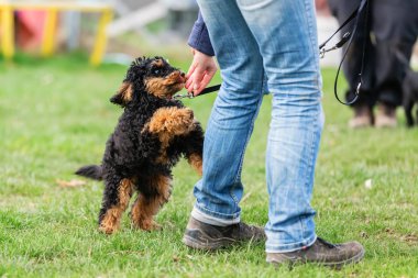 genç bir kaniş ile kadın trenler
