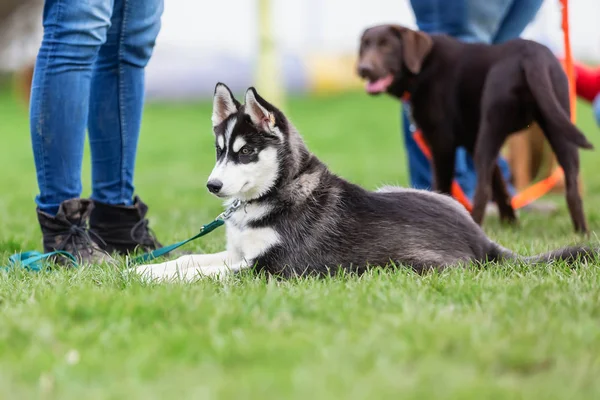 Kvinna med en Husky valp på valp skolan — Stockfoto