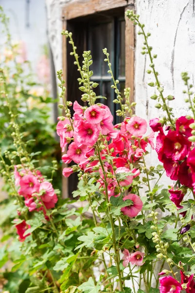 Florecen hollyhocks en frente de una antigua casa de campo en un antiguo pueblo —  Fotos de Stock