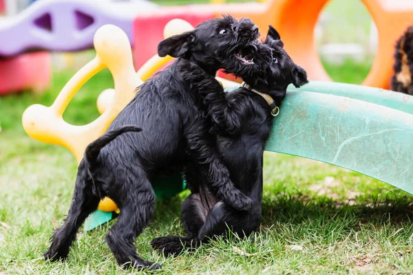 두 싸움 표준 슈나우저 강아지 — 스톡 사진