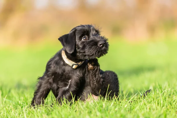 Normál schnauzer kölyök karcolások magát a fül mögé — Stock Fotó