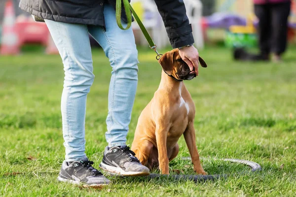 Kvinna med en ung boxare hund på en hund tränings fält — Stockfoto
