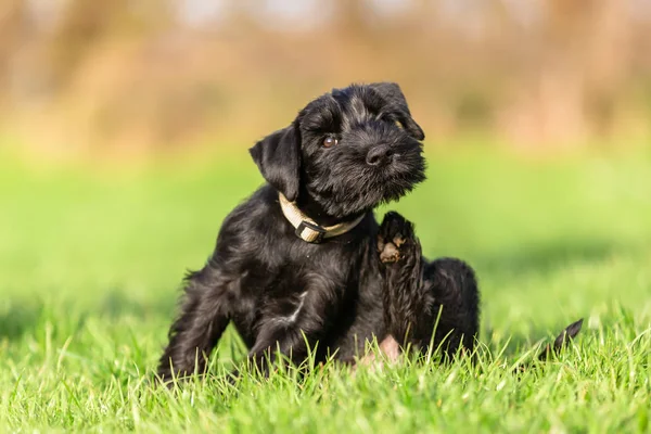 Normál schnauzer kölyök karcolások magát a fül mögé — Stock Fotó