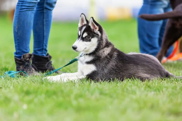 Woman with a husky puppy at the puppy school — Stock Photo, Image