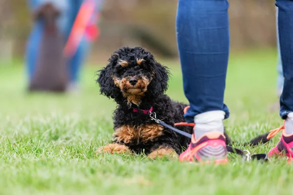 Mujer está al lado de un caniche joven — Foto de Stock