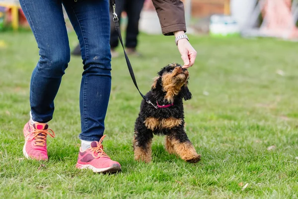 Mujer entrena con un caniche joven — Foto de Stock